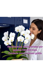 Plano Básico Flex